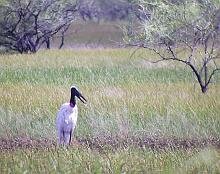 Jabiru